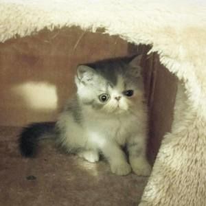 Meet your Posher, Teal